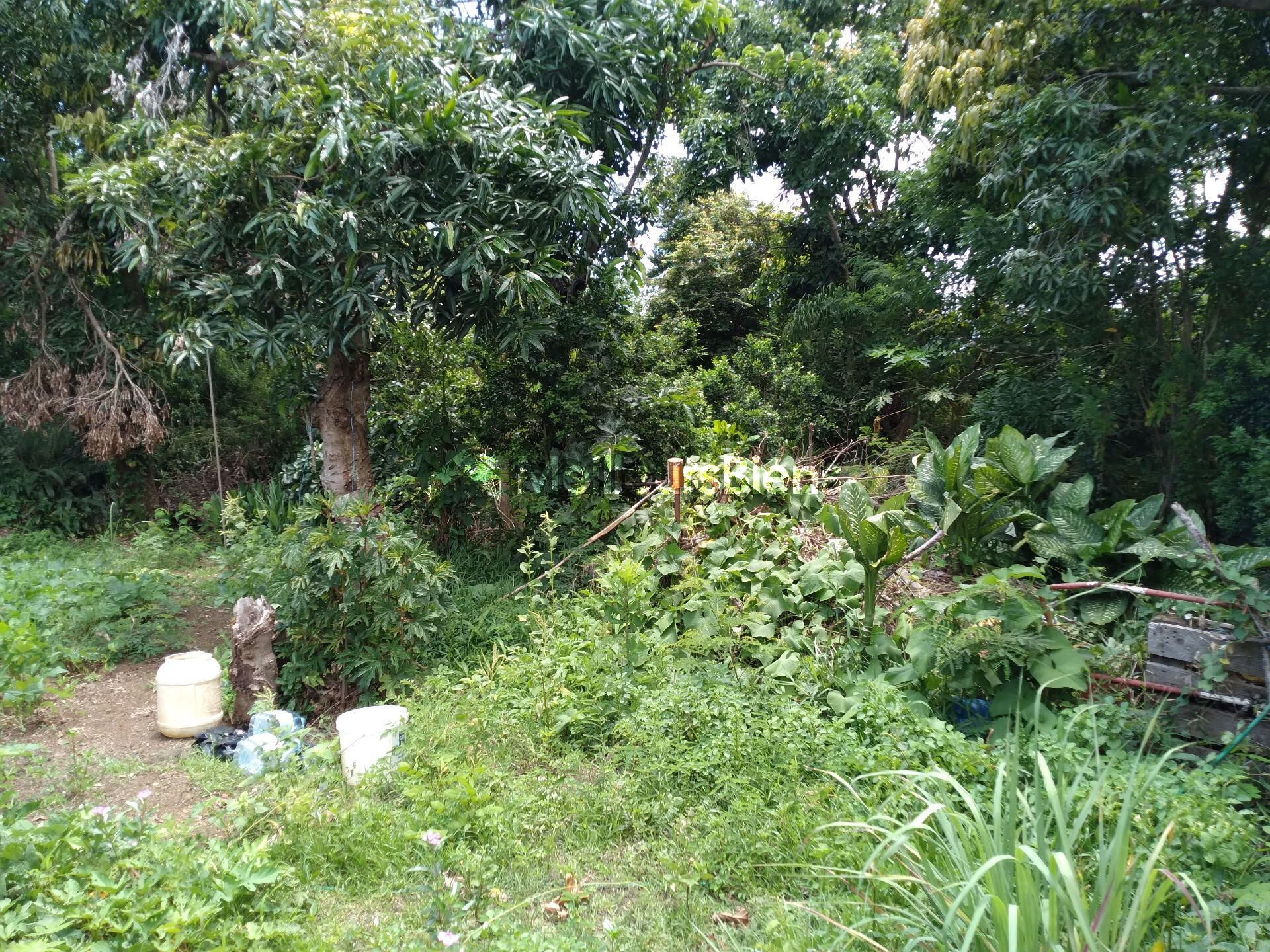Terrain plat constructible (zone Uc) de 5300 m² à Ste Marie (Bois rouge)