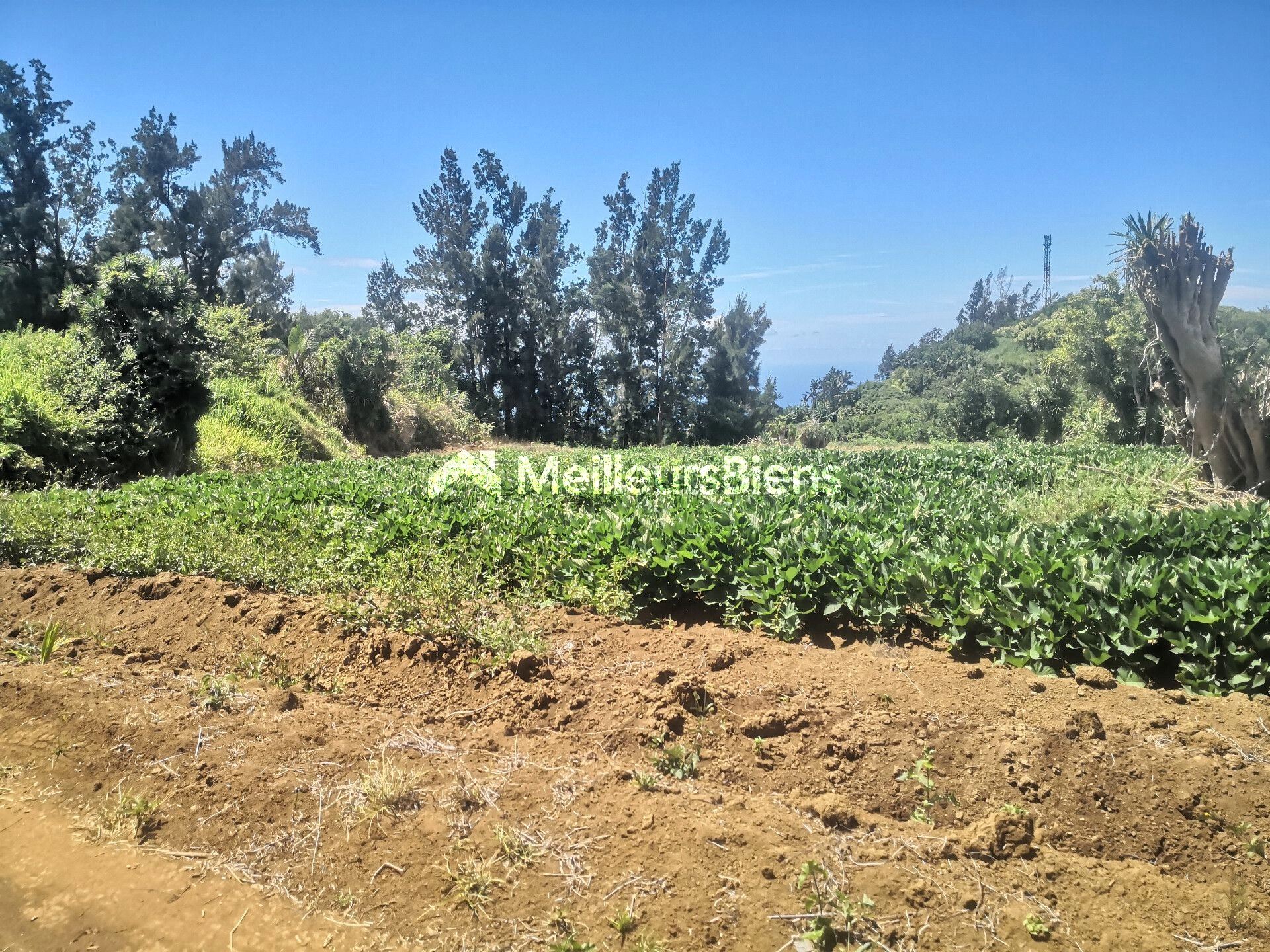 TERRAIN PLAT A BATIR PLAINE DES GREGUES